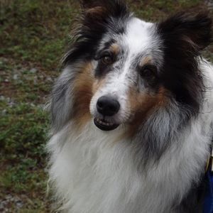 Meet your Posher, Terry